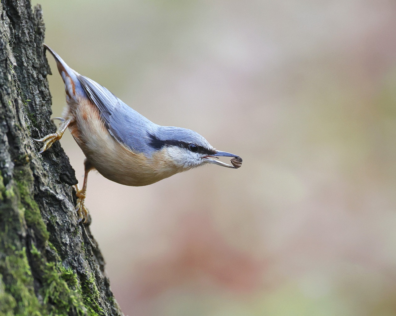 bird, eurasian nuthatch, animal-7723442.jpg