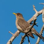 chalchalero thrush, argentinian thrush, turdus amaurochalinus-7733002.jpg