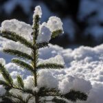 fir tree, fir green, snow-7731421.jpg