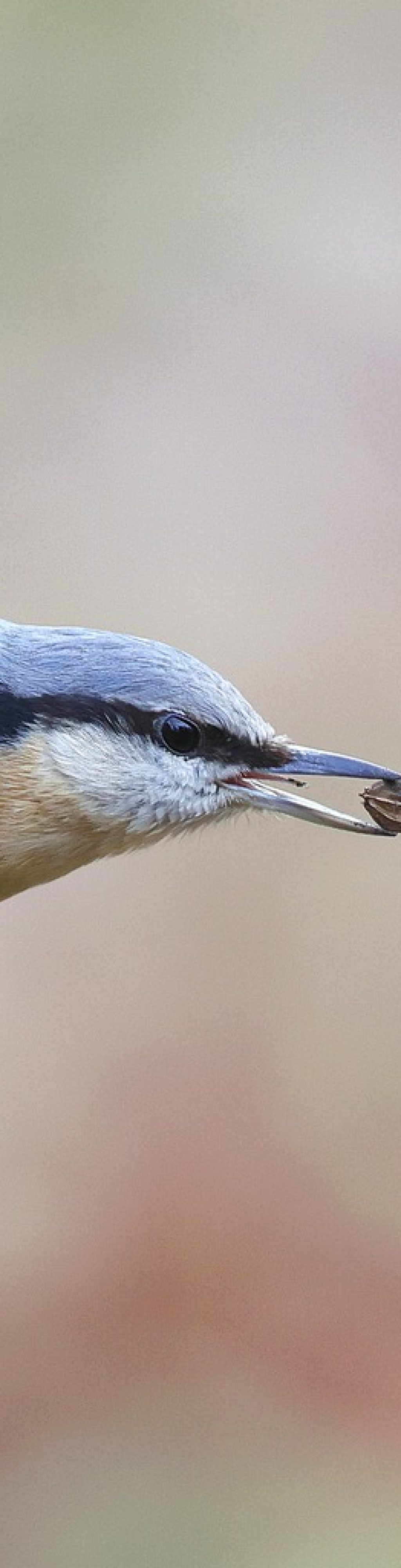bird, eurasian nuthatch, animal-7723442.jpg